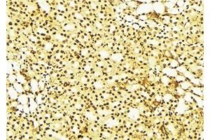 ABIN6274259 at 1/100 staining Mouse liver tissue by IHC-P. (YAP1 anticorps  (Internal Region))