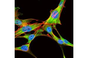 Immunofluorescence analysis of NIH3T3 cells using EIF4B antibody (green). (EIF4B anticorps)