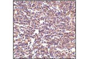 Immunohistochemistry of RP105 in human spleen tissue with this product at 2 μg/ml. (CD180 anticorps  (Center))