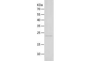 Western Blotting (WB) image for Thrombopoietin (THPO) (AA 23-195) protein (His tag) (ABIN7125376)