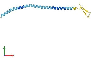 AlphaFold protein structure predicition of Human Recombinant CXorf1 Protein, UniprotID O96002