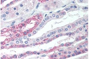 Anti-TGR5 antibody  ABIN1049401 IHC staining of human kidney. (GPBAR1 anticorps  (Cytoplasmic Domain))