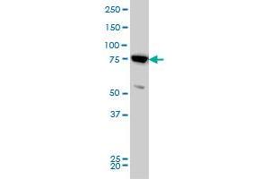 MFN2 monoclonal antibody (M03), clone 4H8 Western Blot analysis of MFN2 expression in HeLa . (MFN2 anticorps  (AA 661-757))