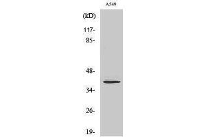 Western Blotting (WB) image for anti-Myogenin (Myogenic Factor 4) (MYOG) (Internal Region) antibody (ABIN3176180) (Myogenin anticorps  (Internal Region))