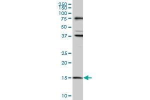Western Blotting (WB) image for anti-Mago-Nashi Homolog (MAGOH) (AA 1-111) antibody (ABIN961183) (MAGOH anticorps  (AA 1-111))