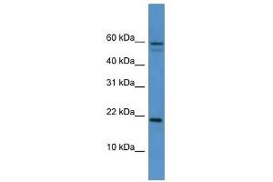 Hspb7 antibody used at 0.