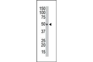 Image no. 1 for anti-HtrA Serine Peptidase 1 (HTRA1) (AA 389-419), (C-Term) antibody (ABIN356844) (HTRA1 anticorps  (C-Term))