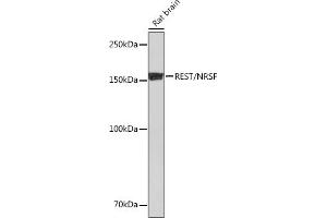 Western blot analysis of extracts of Rat brain, using REST/NRSF Rabbit mAb (ABIN7269883) at 1:1000 dilution.