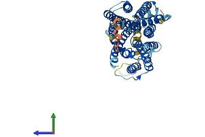 AlphaFold protein structure predicition of Human Recombinant SLC29A2 Protein, UniprotID Q14542