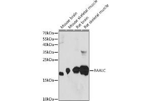 Western blot analysis of extracts of various cell lines, using BAALC Rabbit pAb (ABIN7265911) at 1:1000 dilution. (BAALC anticorps  (AA 1-145))