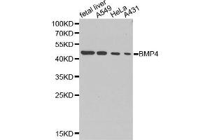 Western blot analysis of extracts of various cell lines, using BMP4 antibody. (BMP4 anticorps  (AA 30-300))