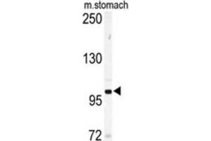Western Blotting (WB) image for anti-EPH Receptor A6 (Epha6) antibody (ABIN3003335)