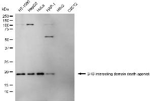 Western blotting analysis using BH3 interacting domain death agonist antibody (ABIN7797768). (BID anticorps)
