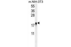 Western Blotting (WB) image for anti-ADP-Ribosylation Factor-Like 8A (ARL8A) antibody (ABIN2995545) (ARL8A anticorps)