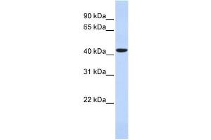 WB Suggested Anti-HAVCR1 Antibody Titration: 0. (HAVCR1 anticorps  (N-Term))