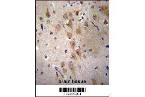 GRIP2 Antibody immunohistochemistry analysis in formalin fixed and paraffin embedded human brain tissue followed by peroxidase conjugation of the secondary antibody and DAB staining. (GRIP2 anticorps  (AA 620-649))