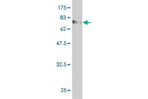 Western Blot detection against Immunogen (88. (WDR20 anticorps  (AA 1-569))