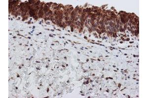 Image no. 5 for anti-Sec1 Family Domain Containing 1 (SCFD1) antibody (ABIN1500818) (SCFD1 anticorps)