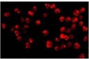 Immunofluorescence of Acinus in K562 cells with with Acinusat 20 µg/ml. (ACIN1 anticorps  (C-Term))