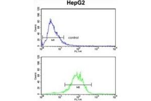 Flow Cytometry (FACS) image for anti-Enolase 3 (Beta, Muscle) (ENO3) antibody (ABIN3001691)