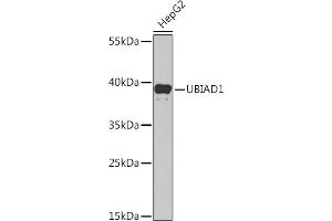 Western blot analysis of extracts of HepG2 cells, using UBI Rabbit pAb (ABIN6134945, ABIN6149844, ABIN6149847 and ABIN6218504) at 1:1000 dilution. (UBIAD1 anticorps  (AA 1-100))