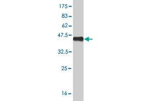 Western Blot detection against Immunogen (40.