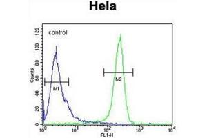 Flow cytometric analysis of Hela cells using CDT2 / DTL Antibody  (right histogram) compared to a negative control cell (left histogram).