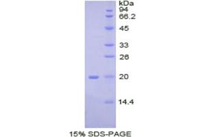 SDS-PAGE analysis of Pig BMP2 Protein. (BMP2 Protéine)