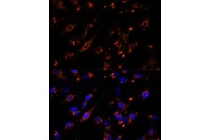 Immunofluorescence analysis of C6 cells using PTP4 antibody (ABIN7269703) at dilution of 1:100.