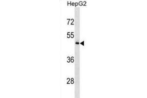 Western Blotting (WB) image for anti-KH Domain Containing, RNA Binding, Signal Transduction Associated 3 (KHDRBS3) antibody (ABIN3000667) (KHDRBS3 anticorps)