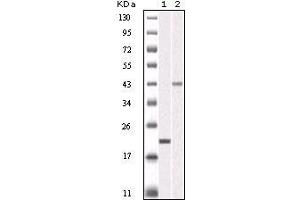 Western blot analysis using AURKB mouse mAb against truncated AURKB recombinant protein (1) and SKN-SH cell lysate(2).