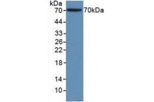Western blot analysis of recombinant Human ACTg1. (Actin, gamma 1 anticorps  (AA 1-375))