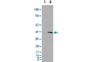 HEK293 overexpressing SMARCE1 and probed with SMARCE1 polyclonal antibody  (mock transfection in first lane) . (SMARCE1 anticorps)
