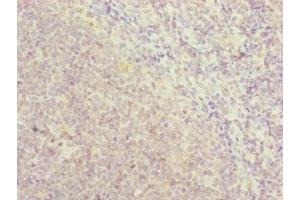 Immunohistochemistry of paraffin-embedded human tonsil tissue using ABIN7151142 at dilution of 1:100 (RNF13 anticorps  (AA 204-381))