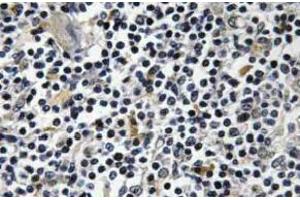 Immunohistochemistry (IHC) analyzes of p-Op18 antibody in paraffin-embedded human thymus gland tissue. (Stathmin 1 anticorps  (pSer16))