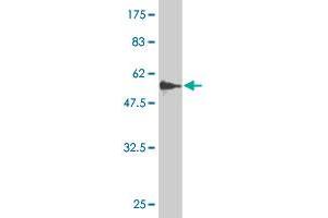 Western Blot detection against Immunogen (59.