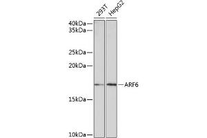 Western blot analysis of extracts of various cell lines, using  Rabbit mAb (ABIN7265485) at 1:1000 dilution. (ARF6 anticorps)