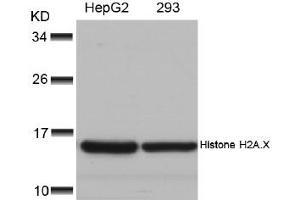 Image no. 2 for anti-H2A Histone Family, Member X (H2AFX) (Ser139) antibody (ABIN197525) (H2AFX anticorps  (Ser139))
