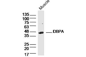 Mouse Muscle lysates probed with DBPA Polyclonal Antibody, Unconjugated  at 1:300 dilution and 4˚C overnight incubation. (YBX3/DBPA anticorps  (AA 201-300))