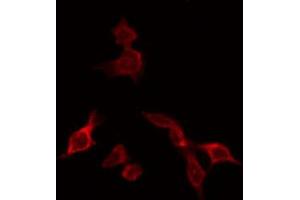 ABIN6266750 staining HeLa by IF/ICC. (NXF1 anticorps  (N-Term))