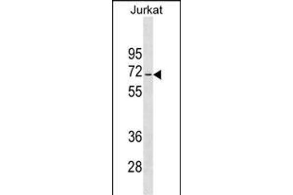 JRKL Antikörper  (C-Term)