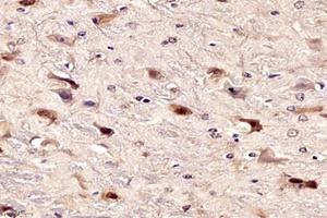 Immunohistochemistry analysis of paraffin-embedded mouse substantia nigra using NPAS1 (ABIN7074820) at dilution of 1: 6000 (NPAS1 anticorps)