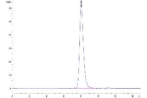 The purity of Human FOLR1 is greater than 95 % as determined by SEC-HPLC.