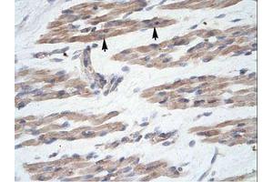 Image no. 1 for anti-MANSC Domain Containing 1 (MANSC1) (N-Term) antibody (ABIN6735944) (MANSC1 anticorps  (N-Term))
