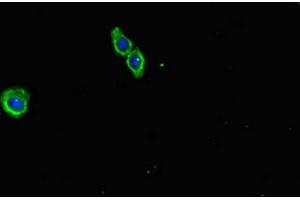 Immunofluorescent analysis of HepG2 cells using ABIN7151766 at dilution of 1:100 and Alexa Fluor 488-congugated AffiniPure Goat Anti-Rabbit IgG(H+L) (ECEL1 anticorps  (AA 425-775))
