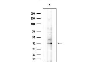 Western blot analysis of lysates from COLO205 cells, using OR10H1 Antibody at 1/1000 dilution.