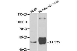 Western blot analysis of extracts of various cell lines, using TACR3 antibody.