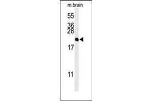 Western blot analysis of NP1L5 Antibody (Center) in Mouse brain tissue lysates (35ug/lane). (NAP1L5 anticorps  (Middle Region))