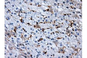 Immunohistochemical staining of paraffin-embedded pancreas tissue using anti-RPA2 mouse monoclonal antibody. (RPA2 anticorps)