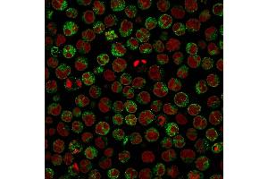 Immunofluorescence Analysis of Raji cells. (CD79a anticorps)